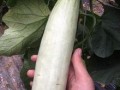 网红吃的拉丝的瓜,一口咬下，丝滑满溢