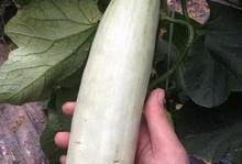 网红吃的拉丝的瓜,一口咬下，丝滑满溢